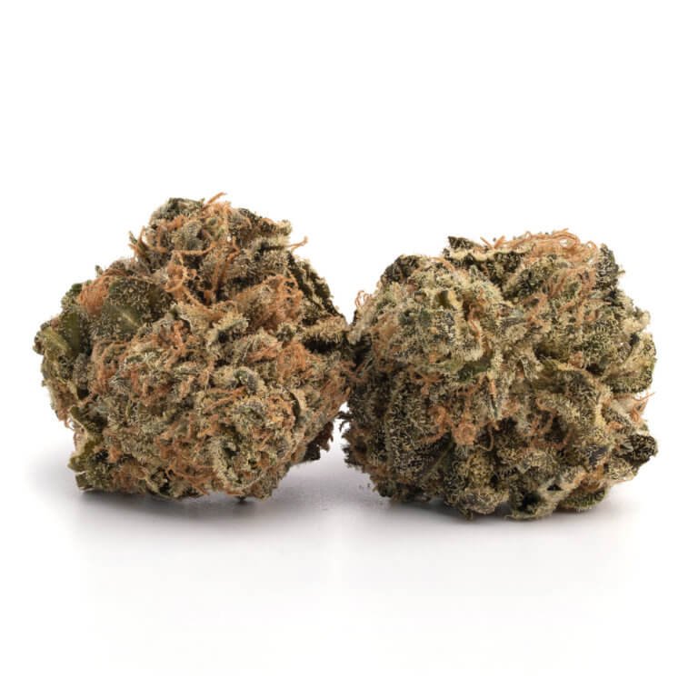 White Castle Hybrid - Image 2